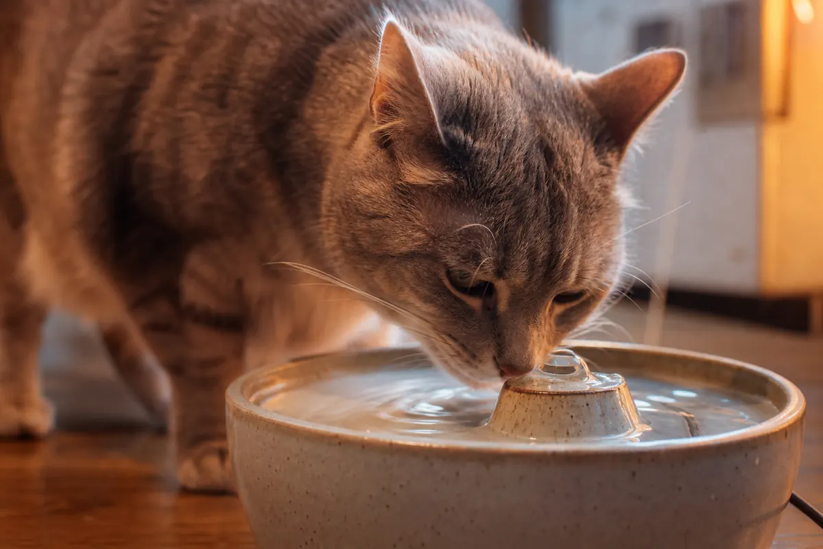 Chat buvant à une fontaine à eau en céramique dans une cuisine baignée de lumière chaude du soir
