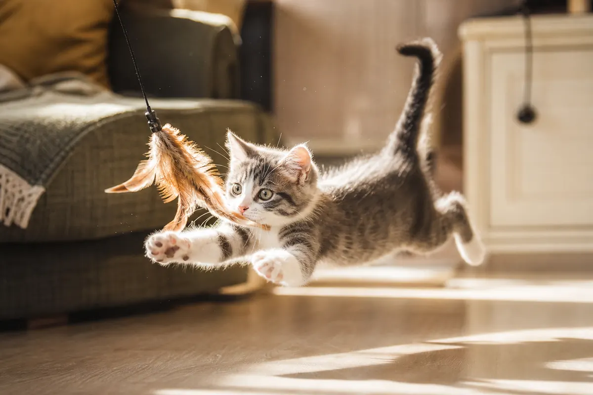 Chaton joueur chassant une plume dans un salon baigné de lumière chaude du soir